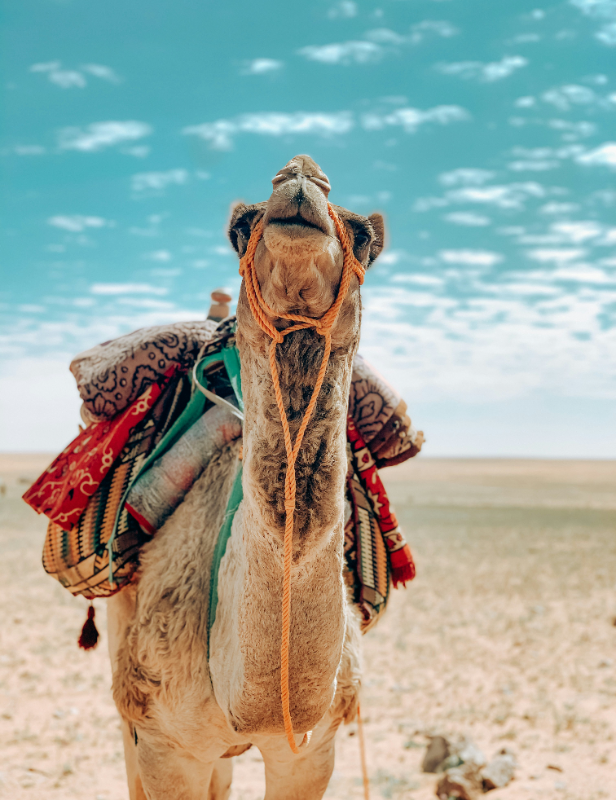 waad-salman3-ONLD6EpW5Vs-unsplash-cropped